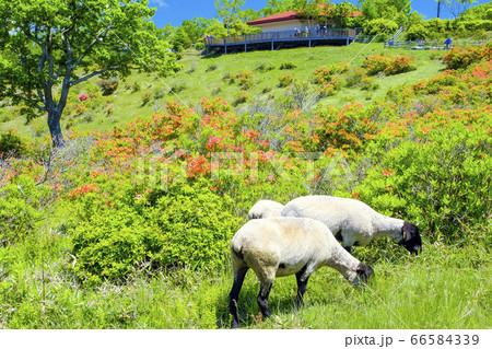 満開のレンゲツツジと羊 66584339