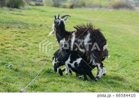 Mother goat feeding her babies in the field Mother goat feeding her babies in the field 66584410