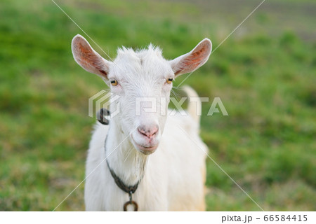Funny joyful goat grazing on a green grassy lawn. Close up portrait of a funny goat. Farm Animal. The goat is looking at the camera. 66584415