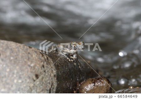 カジカガエル カジカガエル 66584649