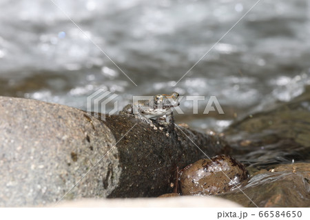 カジカガエル カジカガエル 66584650