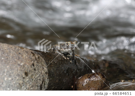 カジカガエル カジカガエル 66584651