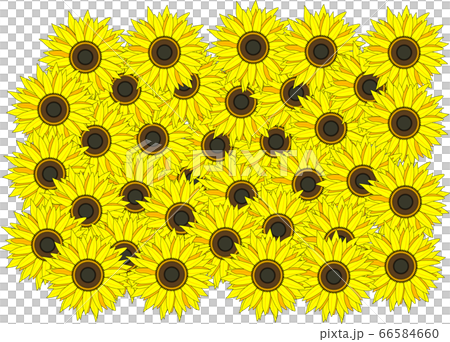 上から見たひまわり畑のイメージ素材のイラスト素材