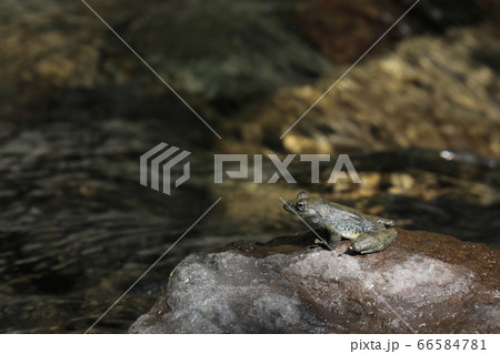 カジカガエル 66584781