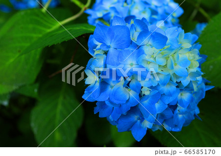 滋賀県愛知郡愛荘町の松峰山 金剛輪寺からの風景、お寺と新緑・日本庭園【6月】 66585170
