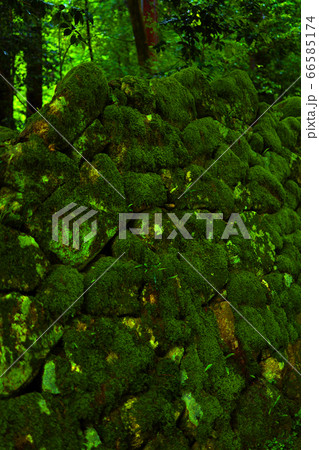 滋賀県愛知郡愛荘町の松峰山 金剛輪寺からの風景、お寺と新緑・日本庭園【6月】 66585174