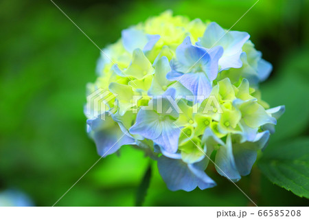 滋賀県愛知郡愛荘町の松峰山 金剛輪寺からの風景、お寺と新緑・日本庭園【6月】 66585208