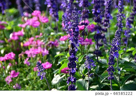 ラベンダー　蜂　夏 66585222
