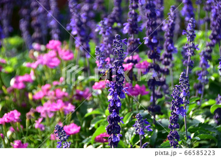 ラベンダー　蜂　夏 66585223