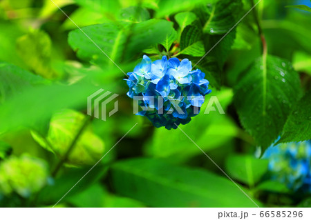 滋賀県愛知郡愛荘町の松峰山 金剛輪寺からの風景、お寺と新緑・日本庭園【6月】 滋賀県愛知郡愛荘町の松峰山 金剛輪寺からの風景、お寺と新緑・日本庭園【6月】 66585296