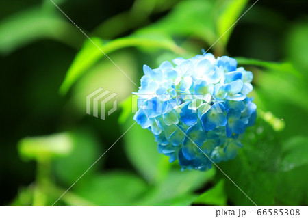 滋賀県愛知郡愛荘町の松峰山 金剛輪寺からの風景、お寺と新緑・日本庭園【6月】 66585308