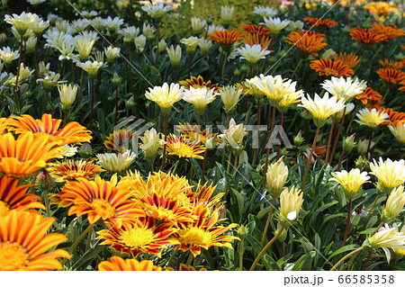 白とオレンジ色のガザニアの花の写真素材