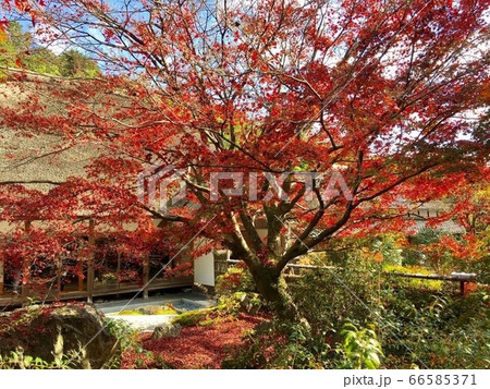 風景　紅葉 66585371