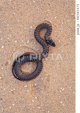 Black grass snake is coiling on sand above view 66585475