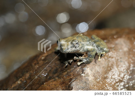 カジカガエル カジカガエル 66585525