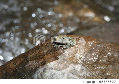 カジカガエル カジカガエル 66585527