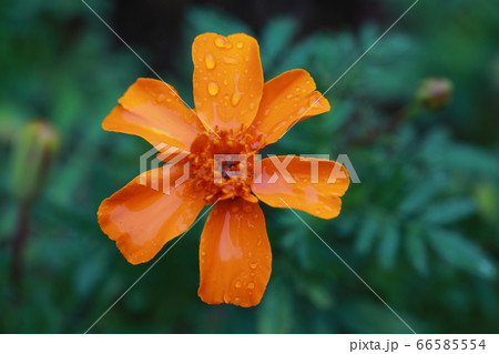 雨露に濡れる花 66585554
