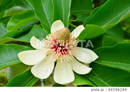 朴ノ木の花 朴ノ木の花 66586289