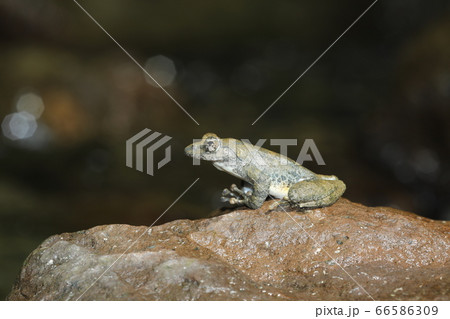 カジカガエル カジカガエル 66586309