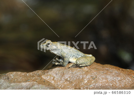 カジカガエル 66586310