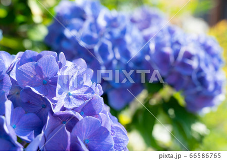 青紫の紫陽花　アップ 66586765