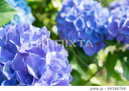 青紫の紫陽花　アップ 66586768
