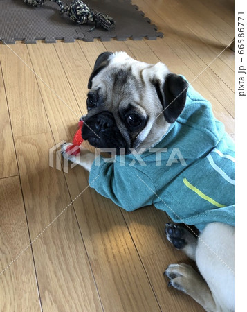 遊ぶバグ 遊ぶバグ 66586771