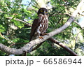 アオバズク　 66586944