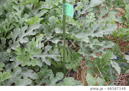 スイカの人口交配 スイカの人口交配 66587148