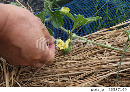 スイカの人口交配 スイカの人口交配 66587149