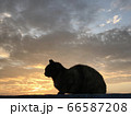 夕焼けと猫 66587208