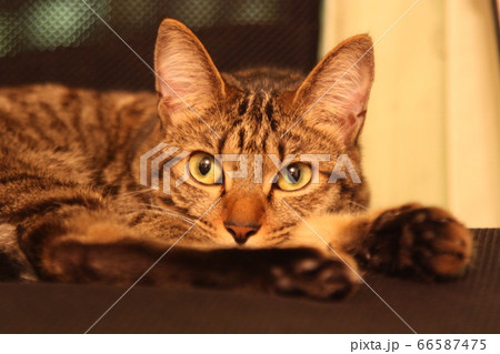 猫 考え事 猫 考え事 66587475