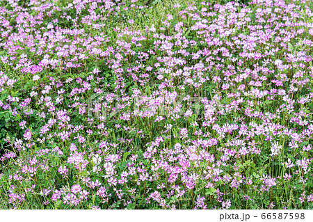 れんげ草の咲くのどかな日本の農村 癒やしの春 れんげ草の咲くのどかな日本の農村 癒やしの春 66587598