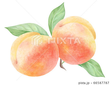 2玉の桃と葉の水彩画のイラスト素材