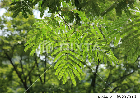 ネムノキの新緑。 66587831