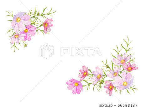 コスモス水彩画フレーム 66588137