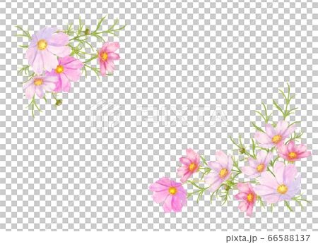 コスモス水彩画フレーム 66588137