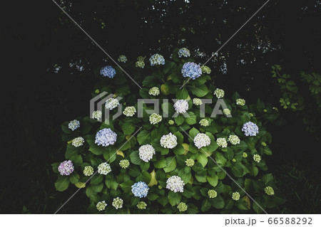 日陰に咲く ひと株で色とりどりのアジサイ 色付く　フィルム調 66588292