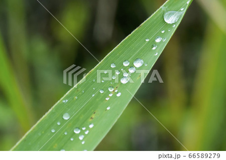 風景 自然 韓国 66589279
