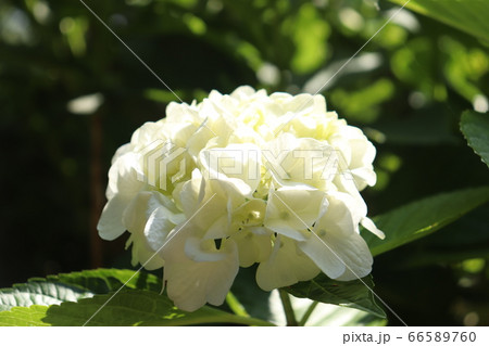 宮崎県門川町桃源郷岬のアジサイ 宮崎県門川町桃源郷岬のアジサイ 66589760