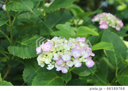 宮崎県門川町桃源郷岬のアジサイ 宮崎県門川町桃源郷岬のアジサイ 66589768