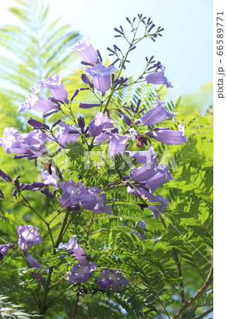 宮崎県門川町　桃源郷岬のジャカランタ 66589771