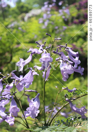 宮崎県門川町　桃源郷岬のジャカランタ 66589773