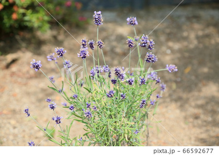 ラベンダーの花 センティヴィア ラベンダーの花 センティヴィア 66592677