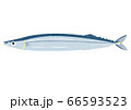 新鮮なサンマ 66593523