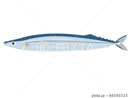 新鮮なサンマ 66593523
