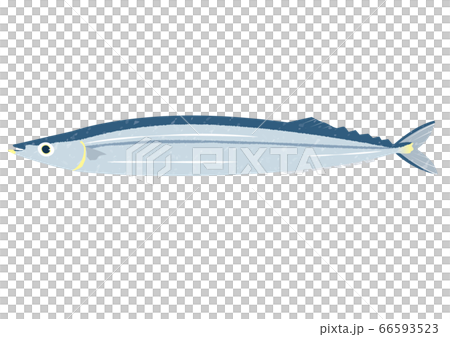 新鮮なサンマ 66593523