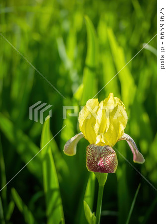 Blooming yellow iris on a summer day outdoors Blooming yellow iris on a summer day outdoors 66593625