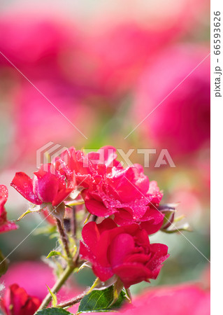 Red rose flower close up in garden. Red rose flower close up in garden. 66593626