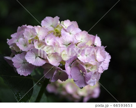 あじさい 66593653